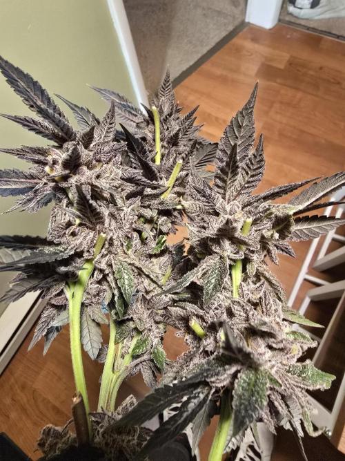 Thanks @Grow4releaf. Week 24