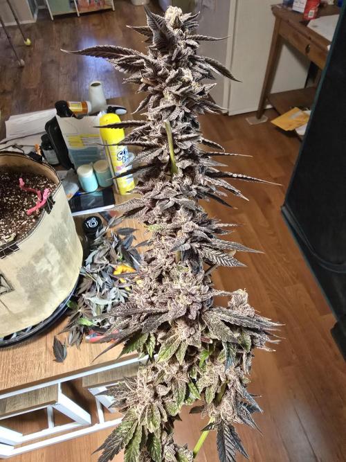 Thanks @Grow4releaf. Week 24