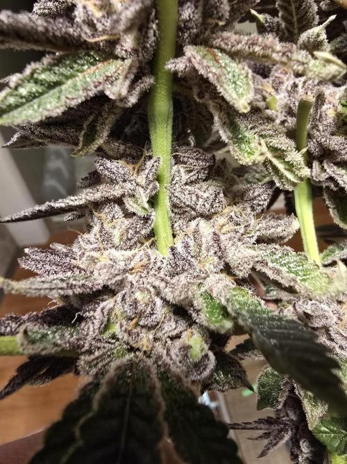 Thanks @Grow4releaf. Week 24