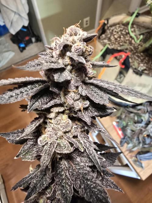 Thanks @Grow4releaf. Week 24