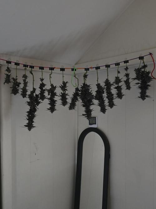 Thanks @Grow4releaf. Week 24