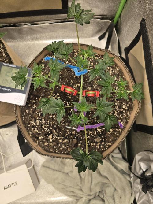 Mutation ❤️. Week 5