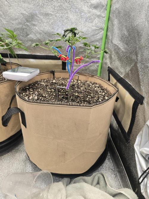 Mutation ❤️. Week 5