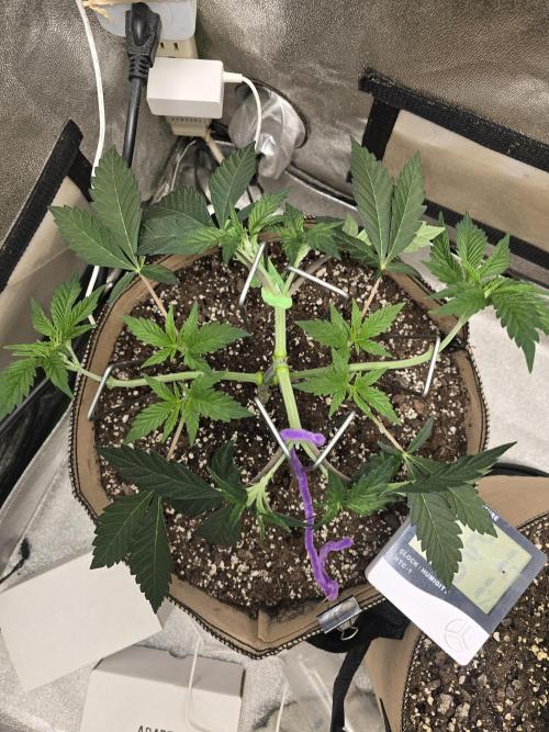 @Grow4Releaf. Week 4