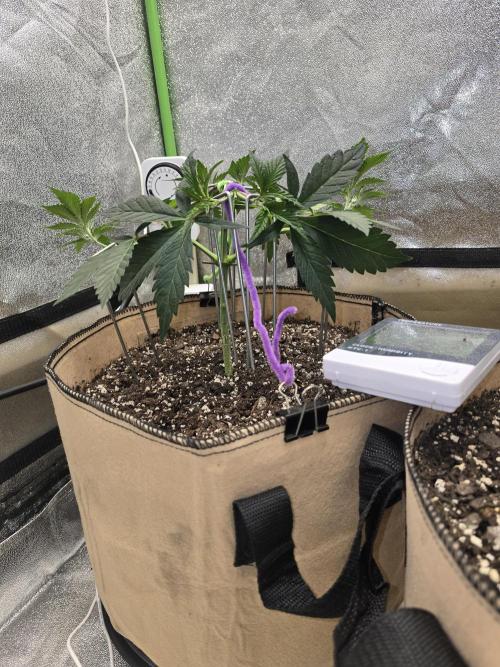 @Grow4Releaf. Week 4