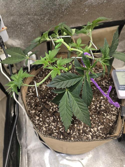 @Grow4Releaf. Week 4