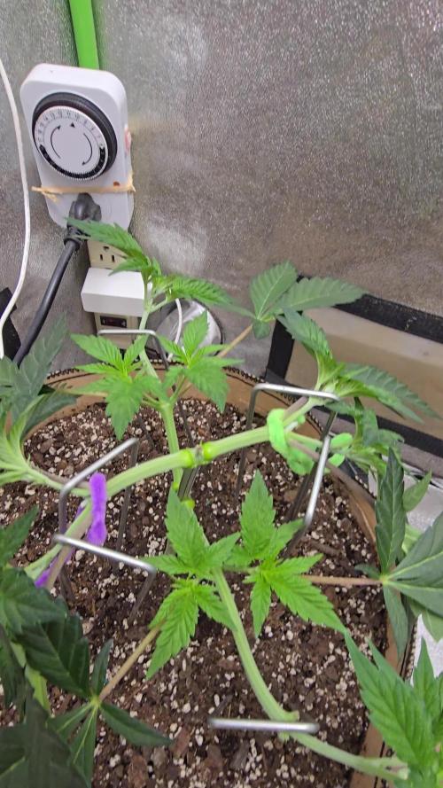 @Grow4Releaf