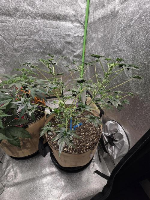 Mutation ❤️. Week 8