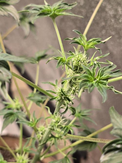 Mutation ❤️. Week 8