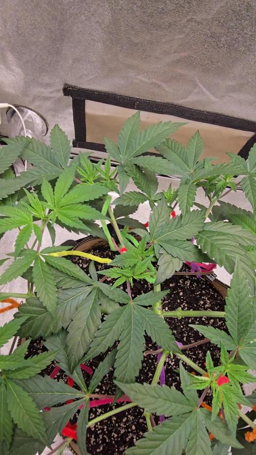 @Grow4Releaf