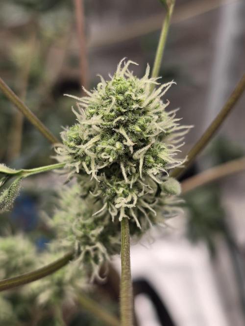 Mutation ❤️. Week 9