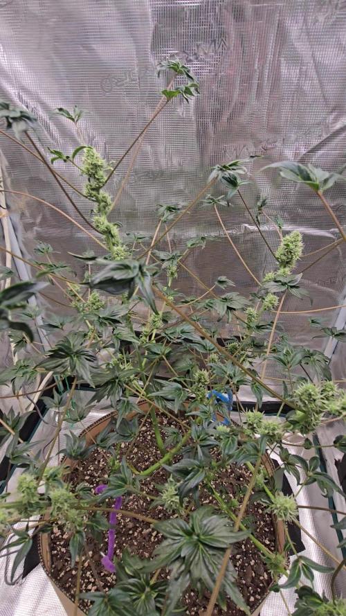 Mutation ❤️