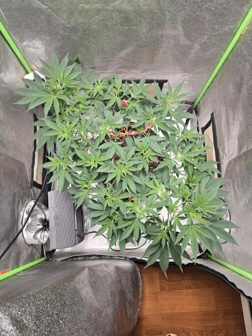 @Grow4Releaf. Week 9