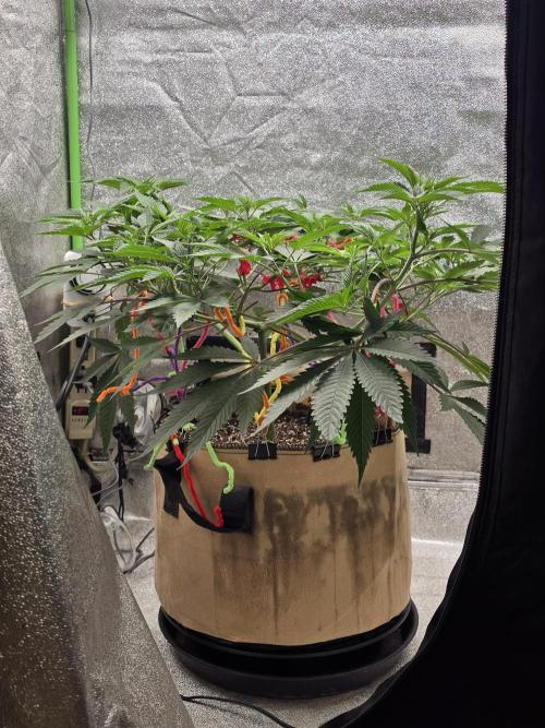 @Grow4Releaf. Week 9