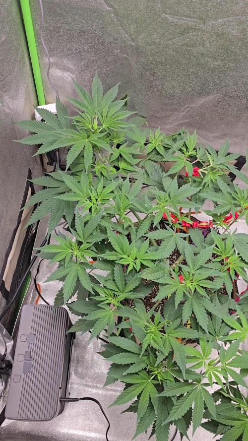 @Grow4Releaf