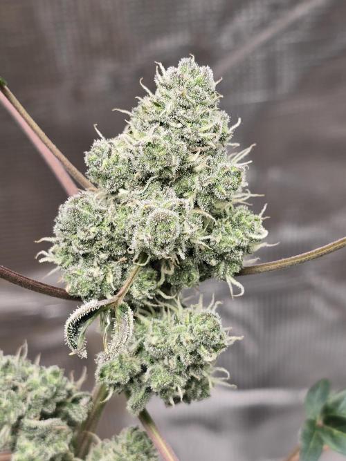 Mutation ❤️. Week 10