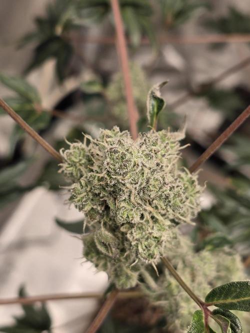 Mutation ❤️. Week 10