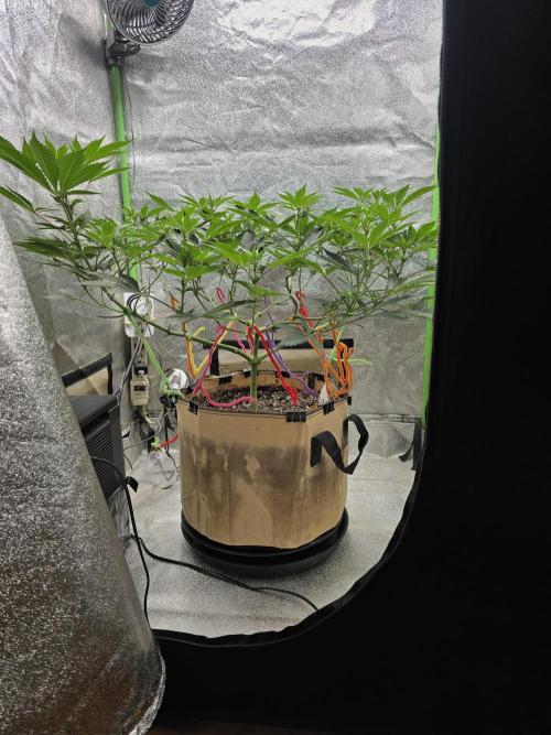 @Grow4Releaf. Week 10