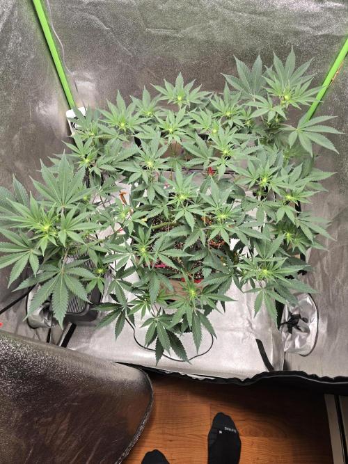 @Grow4Releaf. Week 10