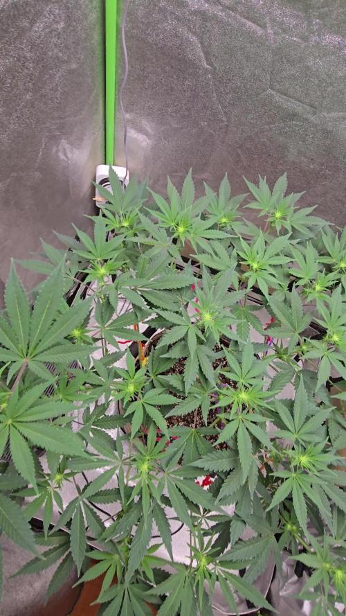 @Grow4Releaf