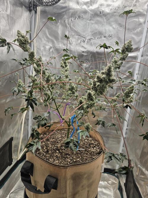 Mutation ❤️. Week 11