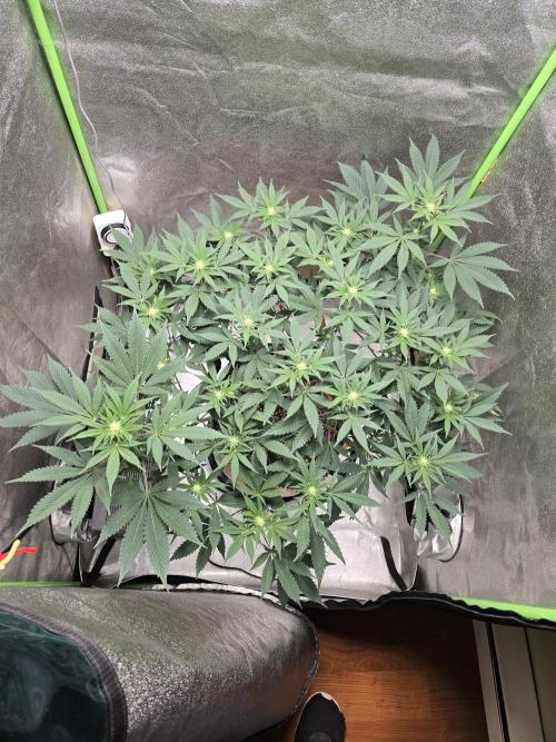 @Grow4Releaf. Week 11