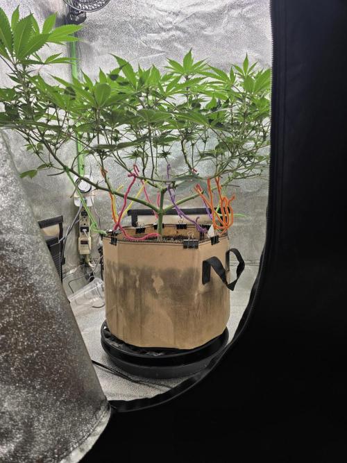 @Grow4Releaf. Week 11