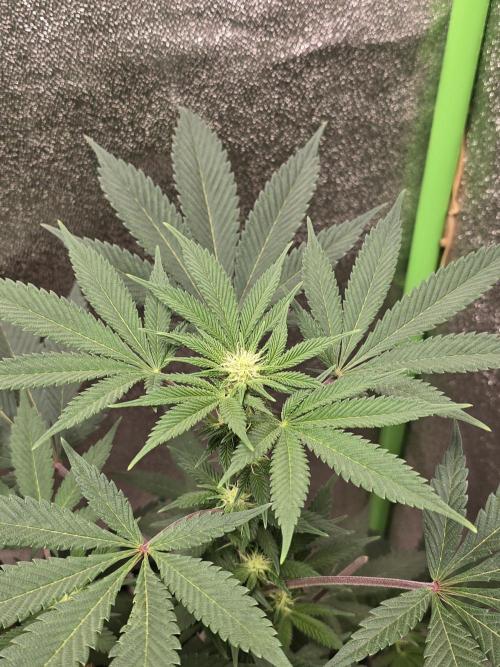 @Grow4Releaf. Week 11