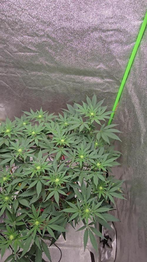 @Grow4Releaf