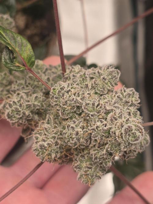 Mutation ❤️. Week 12