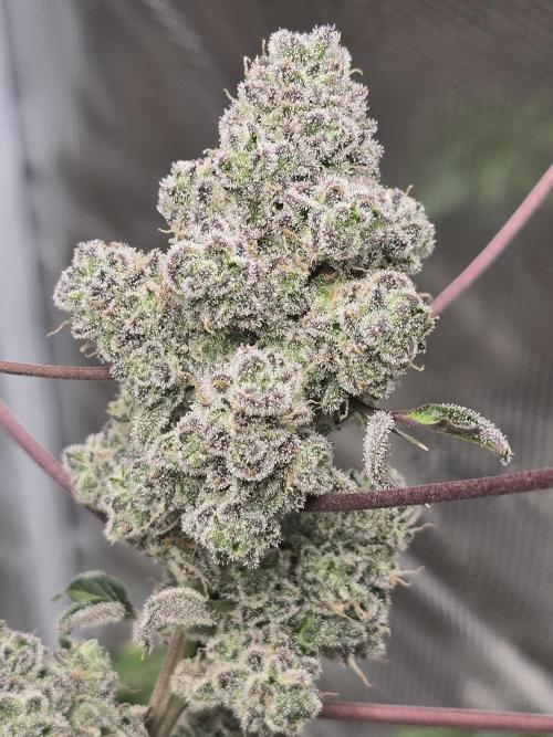 Mutation ❤️. Week 12