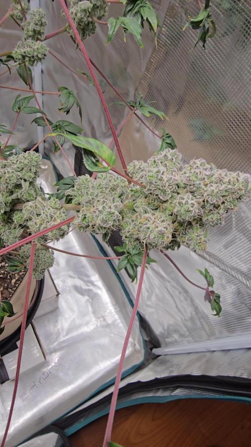 Mutation ❤️