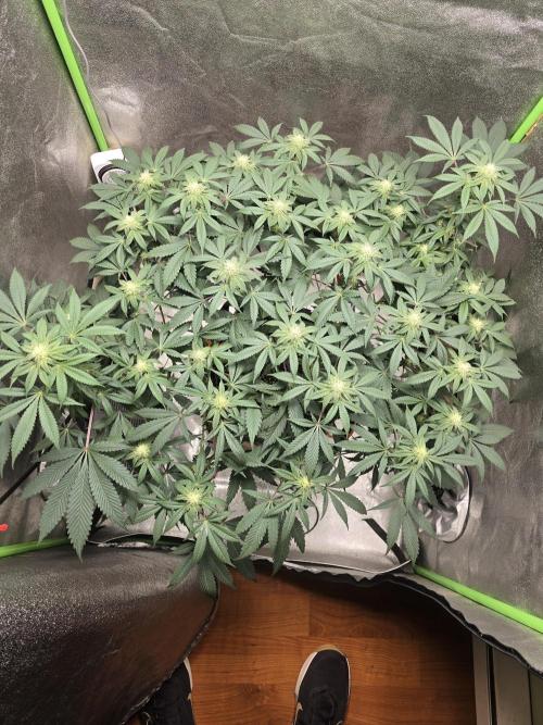 @Grow4Releaf. Week 12