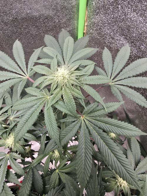 @Grow4Releaf. Week 12