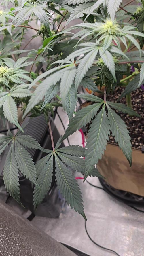 @Grow4Releaf