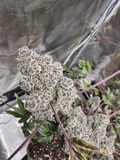 Mutation ❤️. Week 13