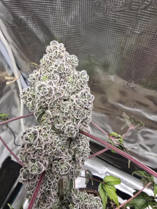 Mutation ❤️. Week 13 - 🔥 