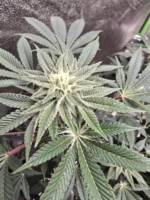 @Grow4Releaf. Week 13