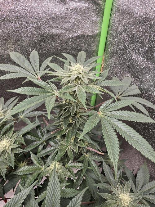 @Grow4Releaf. Week 13