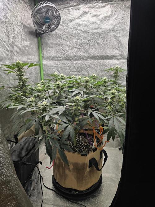 @Grow4Releaf. Week 13
