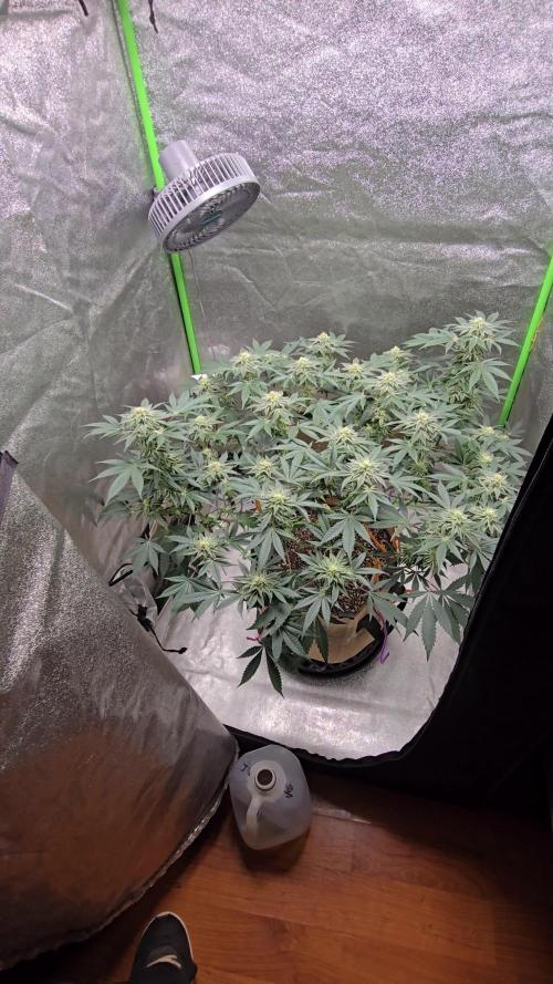 @Grow4Releaf