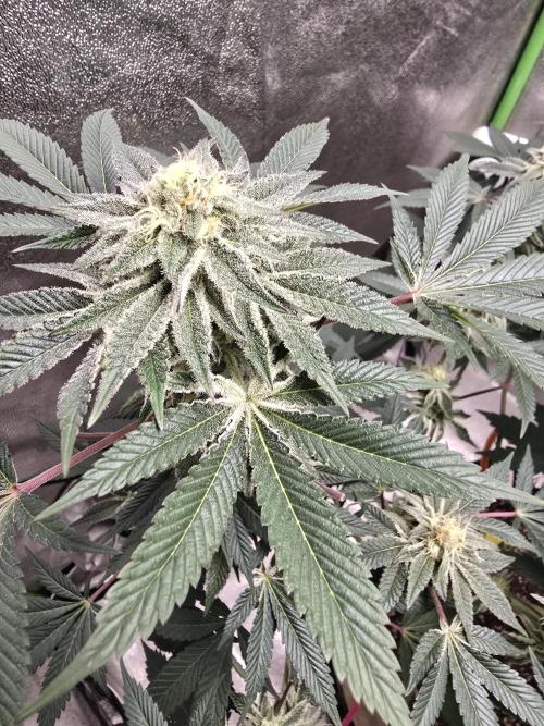 @Grow4Releaf. Week 14