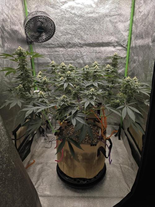 @Grow4Releaf. Week 14