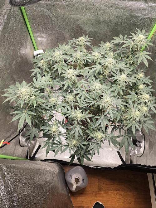 @Grow4Releaf. Week 14