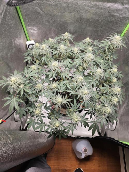 @Grow4Releaf. Week 15