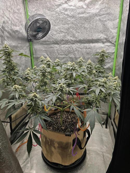 @Grow4Releaf. Week 15