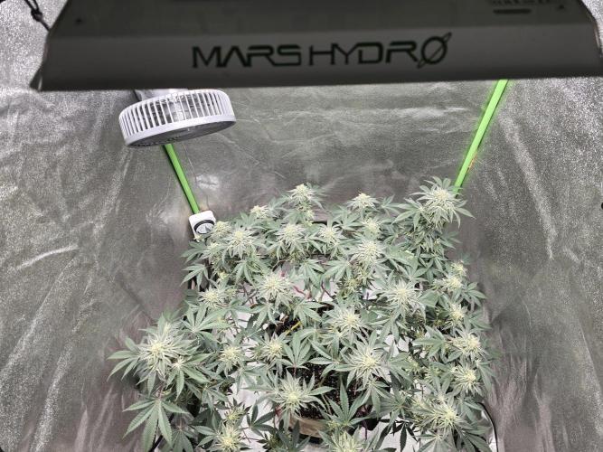 @Grow4Releaf. Week 15