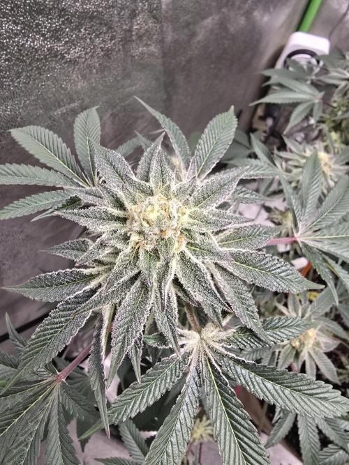 @Grow4Releaf. Week 15