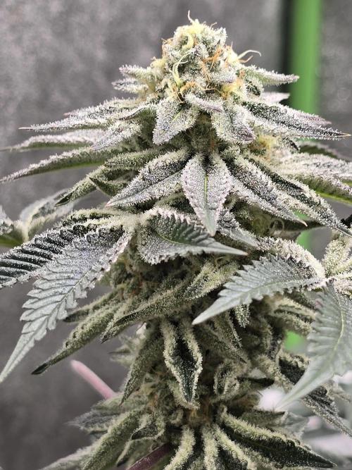 @Grow4Releaf. Week 15