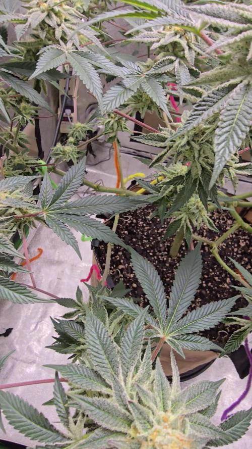 @Grow4Releaf